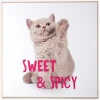 Sale Daells Bolighus Billede kitten - Sweet & spicy