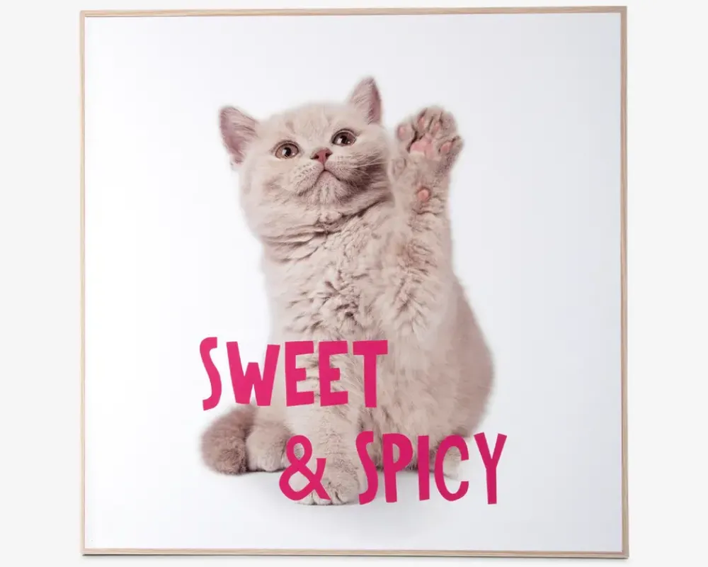 Sale Daells Bolighus Billede kitten - Sweet & spicy