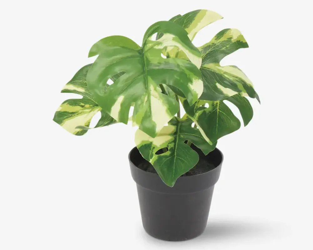 Best Daells Bolighus Grøn Plante I Potte Ass H.24 cm