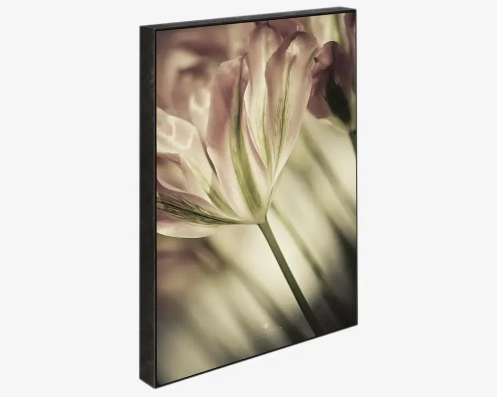 Best Daells Bolighus Klods Sence Of A Tulip 15x21 cm