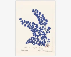 Daells Bolighus Plakat Botanical Fern III Blue