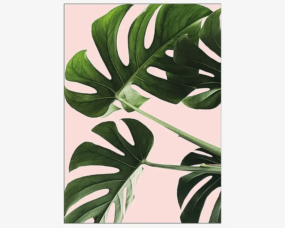 Sale Daells Bolighus Plakat Monsteras Pink