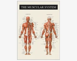 Outlet Daells Bolighus Plakat Muskulatur