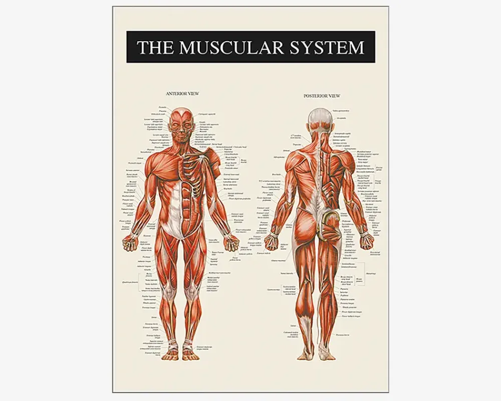 Outlet Daells Bolighus Plakat Muskulatur