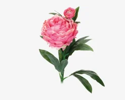 Daells Bolighus Pæon stilk ass 17x17x61 cm