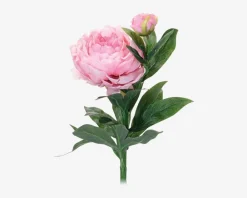 Daells Bolighus Pæon stilk ass 17x17x61 cm