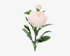 Daells Bolighus Pæon stilk ass 17x17x61 cm