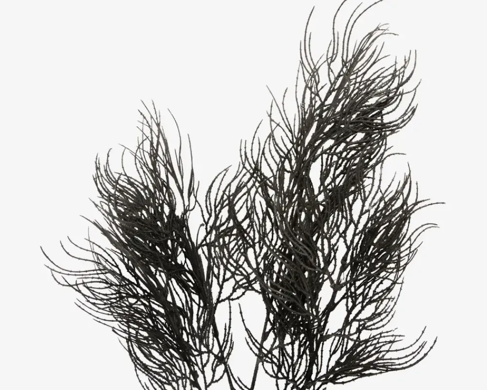 Clearance Daells Bolighus Stilk Asparagus sort H.86,4 cm