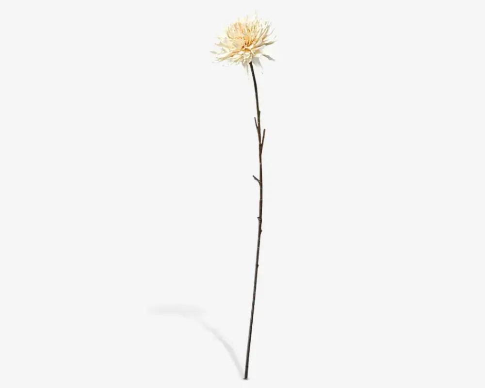 Discount Daells Bolighus Stilk Krysantemum Hvid H.75 cm