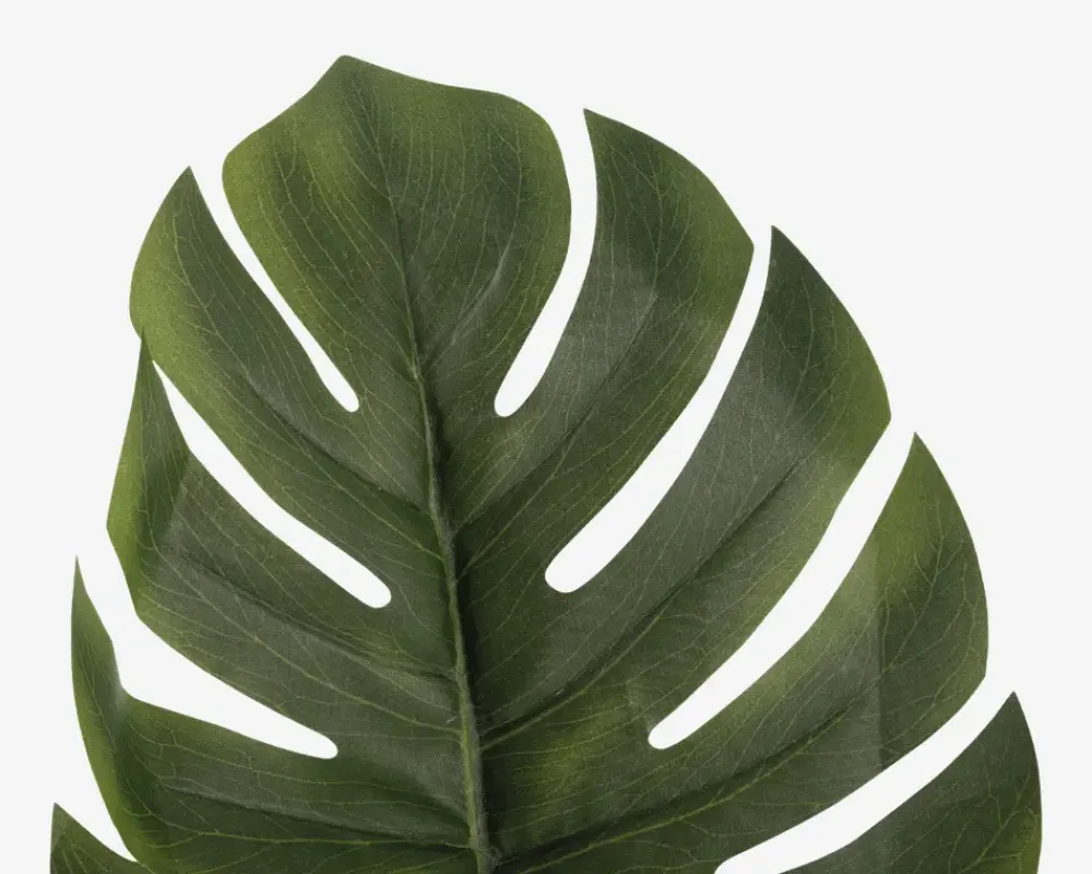 Discount Daells Bolighus Stilk Monstera H.61 cm Grøn