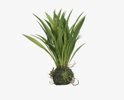 Daells Bolighus Sumpplante M.Rod H.30cm